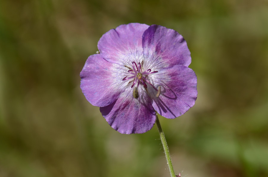 Geranium phaeum / Geranio stellato